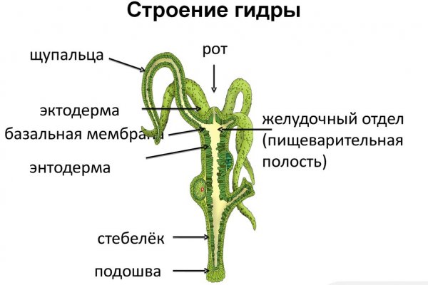 Kraken russia